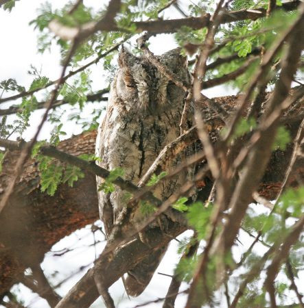 ...while the African Scops Owl can usually be found roosting in the lodge grounds.
