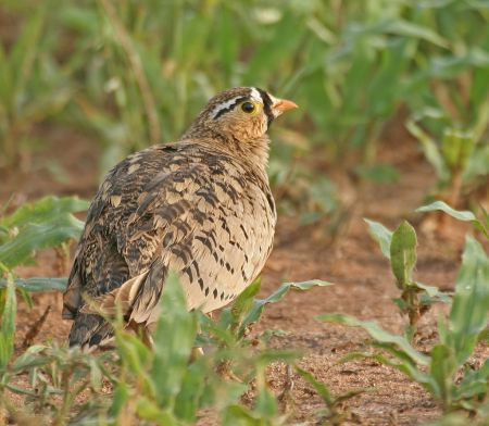 We&rsquo;ll also find a wide variety of birds such as Black-faced Sandgrouse...