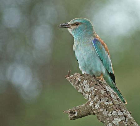 ...and there will be lots of migrants from Europe and Asia such as this Eurasian Roller...