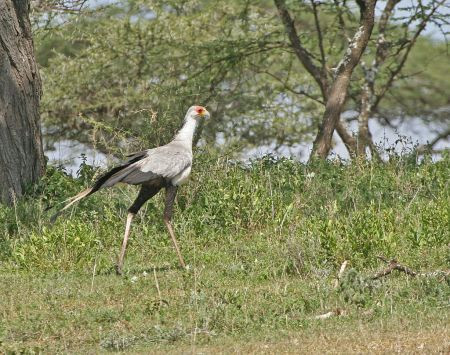 We'll end the tour by travelling back  across the Serengeti where new sightings might include a Secretary Bird...