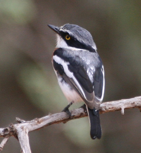 the aptly-named Pygmy Batis...