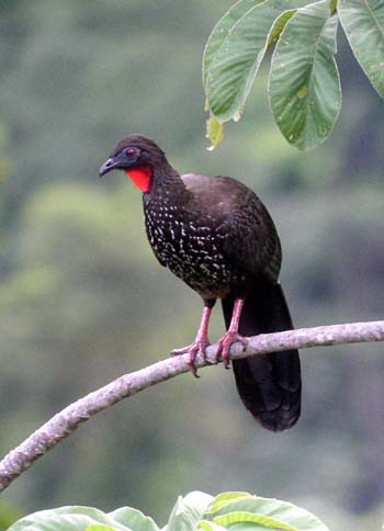 At home in the tall forests of nearby tropical rain forest, here at Carara National Park, is the Crested Guan...
