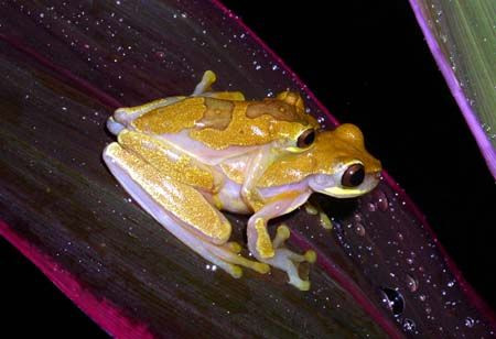 ...these mating Harlequin Treefrogs....