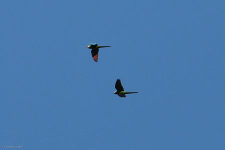 &hellip;and Chestnut-fronted Macaws may fly overhead at any time.
