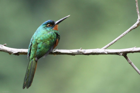 In the lower foothills the scarce Coppery-chested Jacamar becomes a possibility&hellip;
