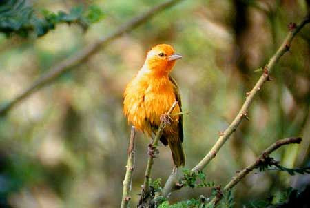 Our first birding excursion will be to the Entebbe Botanical Gardens, where our target will be the Orange Weaver, a species we are unlikely to encounter elsewhere. This flame-throated delight lives alongside four other yellow weaver species, all of them nesting in the same bushes!