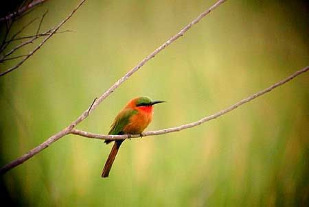 Uganda has many species of bee-eater, all of them very attractive, but perhaps the most beautiful is the Red-throated Bee-eater, a common species in Murchison Falls National Park, where it nests in sandy cliffs along the Nile.