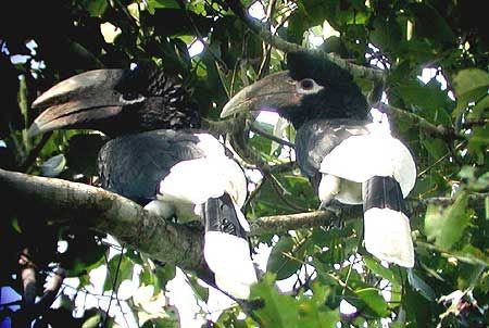 White-thighed Hornbill is at the eastern edge of its range at Budongo Forest, where it is a common and very noisy species. Like all other true hornbills, the males wall the female into the nest hole and feed her through a small opening while she continues to incubate.