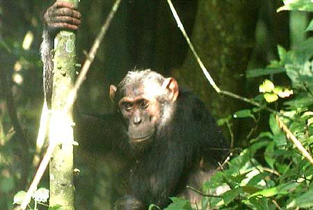 A number of Ugandan forests still have Chimpanzees, but apart from habituated groups they can be hard to see. Spending most of their time in the canopy searching for fruiting trees, they are not often seen on the ground, unlike this one in Budongo Forest.