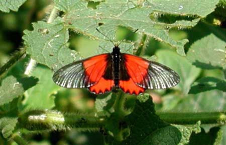 The Albertine Rift boasts a large number of endemics in many branches of the animal kingdom. A very striking butterfly found only in this habitat and seen fairly readily at Bwindi is &lt;em&gt;Acraea eltringhami,&lt;/em&gt; shown here perched on a giant nettle.