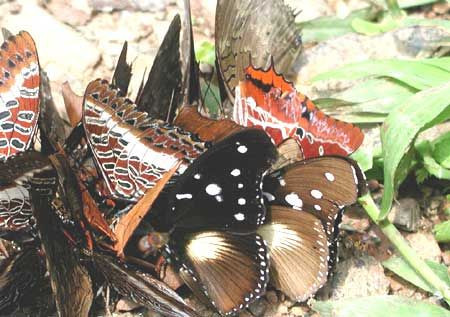 The rich butterfly fauna of Uganda becomes obvious when large groups of multiple species push and shove each other for the rich minerals offered by fresh carnivore dung.