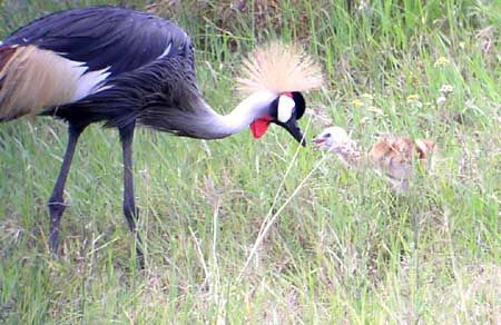 Leaving the forested areas for more open country, we'll find Uganda's National Bird, the Crowned Crane...