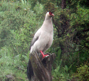 Pheasants, such as this White Eared-, are a major part of Sichuan's avifauna.

 
