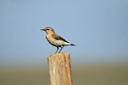 ...always prepared to stop for an Isabelline Wheatear...