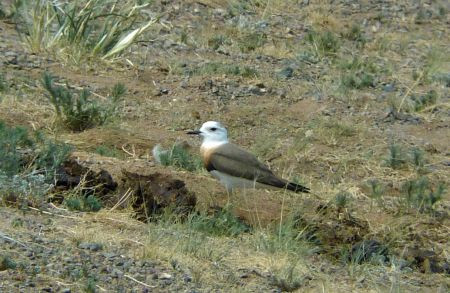 On our travels we'll encounter many of Mongolia's special breeding birds: for example stunning Oriental Plover...  (wr)