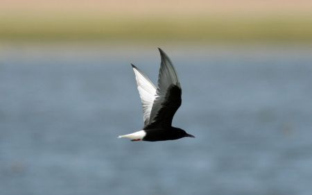 ...a White-winged Tern..
