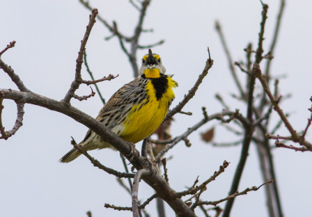 &hellip; where we may hear the songs of both Western and Eastern Meadowlarks&hellip;