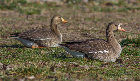 &hellip;and colorful Greater White-fronted Geese.