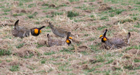 &hellip;where we get breath-takingly close views of dancing Greater Prairie-chickens &hellip;