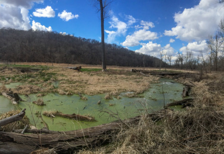 The bottomland forest here is saturated, and the perfect habitat &hellip;