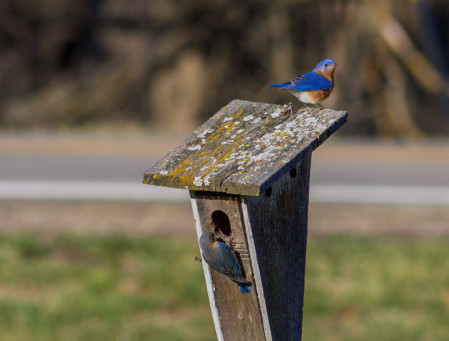 &hellip;and watch Eastern Bluebirds scout cavities for breeding sites.