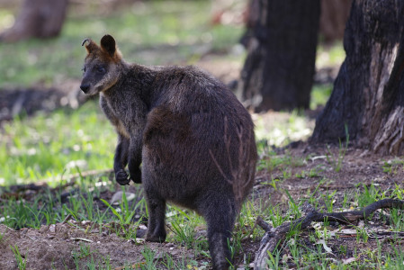Of course, we'll see a few iconic mammals as well, from wallabies 
