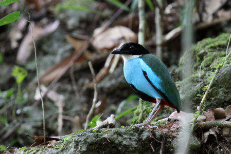 The Philippines are a magical expression of the natural world, with birds especially well represented. Azure-breasted Pitta...
