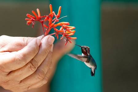 In the same region, a local backyard attracts the minute Bee Hummingbird and...