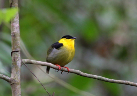 and Golden-collared Manakins...