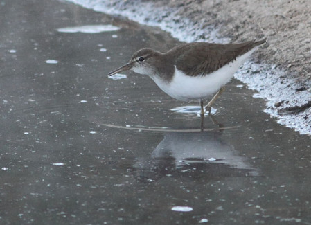 &hellip;a foraging Spotted Sandpiper&hellip;