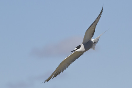 Some years the local colony of Aleutian Terns are still active during our visit...