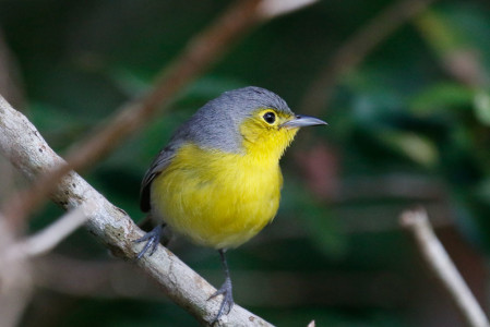 ...the charming Oriente Warbler...