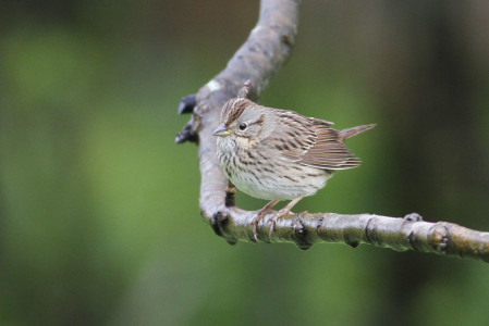...and Lincoln's Sparrow...(jl)
