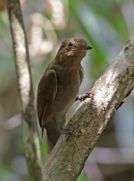 ...and understory birds like Rufous-winged Schiffornis.