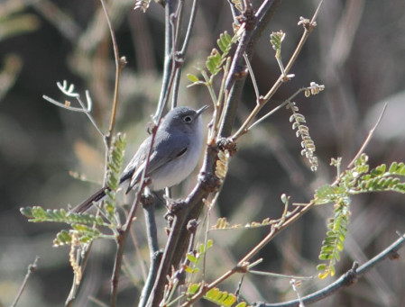&hellip;and even the sparsely distributed Black-capped Gnatcatcher.