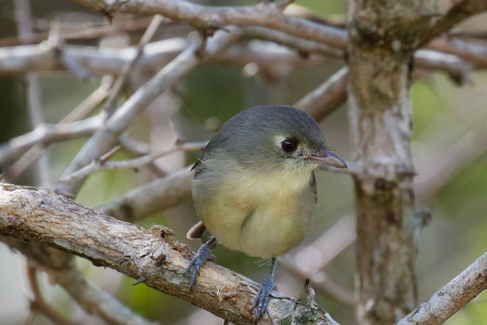 ...and might encounter the charming Cuban Vireo.