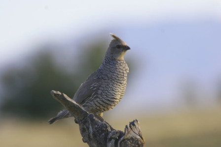 &hellip;or a Scaled Quail belting its two-note melody.