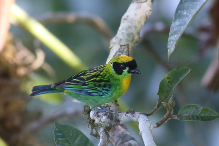 The mind-boggling diversity around the lodge ranges from gaudy Green-and-gold Tanagers&hellip;
