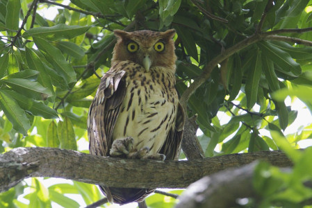 ...Philippines Eagle Owl...