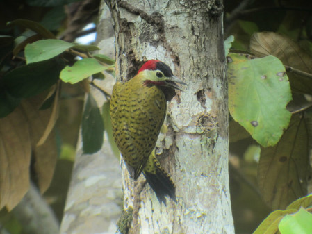 ...the beautiful Spot-breasted Woodpecker...