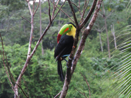 ...and gaudy Keel-billed Toucans.