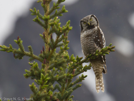 &hellip;where we&rsquo;ll look for several interior Alaska species like Northern Hawk-Owl&hellip;