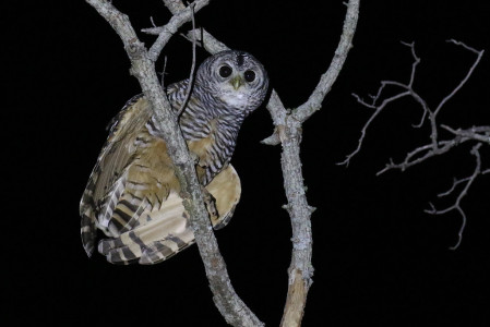 &hellip; and the magnificent Chaco Owl - always a firm favourite on this trip!