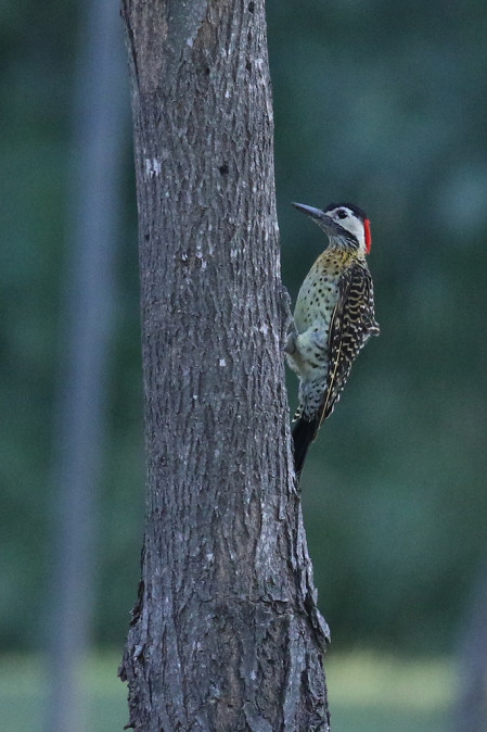 Golden-breasted Woodpeckers are seen along with...