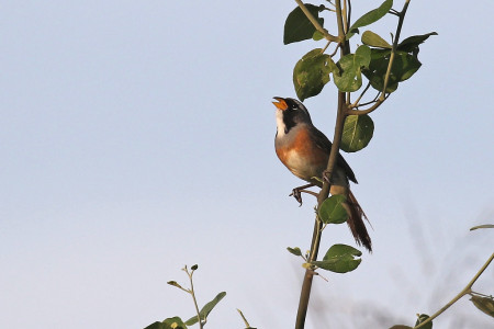 &hellip;along with the more melodic Many-colored Chaco Finch.