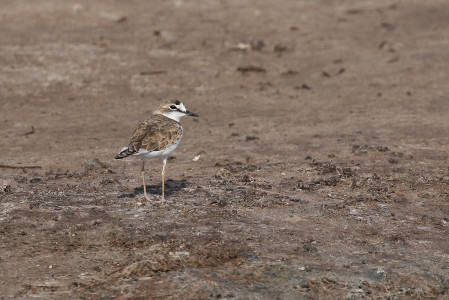 &hellip;and can hold many Collared Plovers as well as...