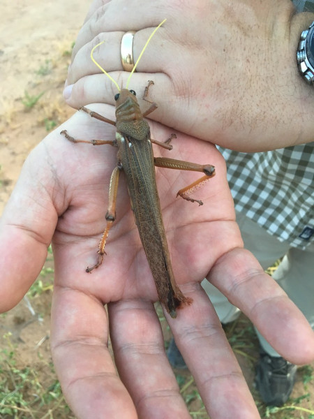 &hellip;whilst the insects here are impressive too, such as this This giant locust species. 