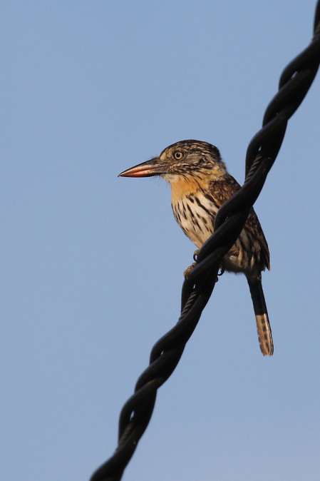 ...the recently split Chaco Puffbird, here perching sentinel-like, watching for prey.