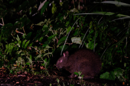 ...and Amami's charming and odd endemic Black Rabbit is one of our hoped-for sightings...