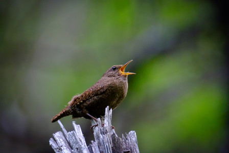 Many of the small passerines will be very vocal. Here a Eurasian Wren announces his territory.